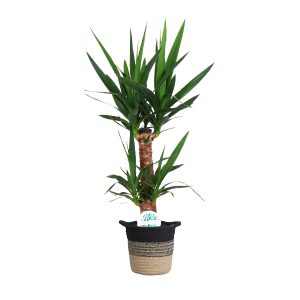 flora 62e13603921c9
