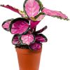 flora 62f0af242065d