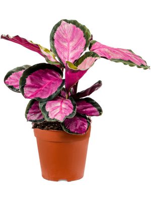 flora 62f0af242065d