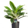 flora 634f13bf86b82