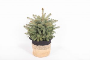 flora 636d06c85e759