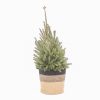 flora 636d097e84ad0