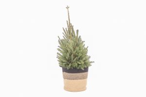 flora 636d097e84ad0