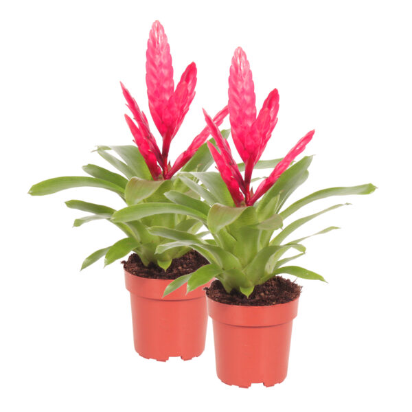 flora 5ef373451c826