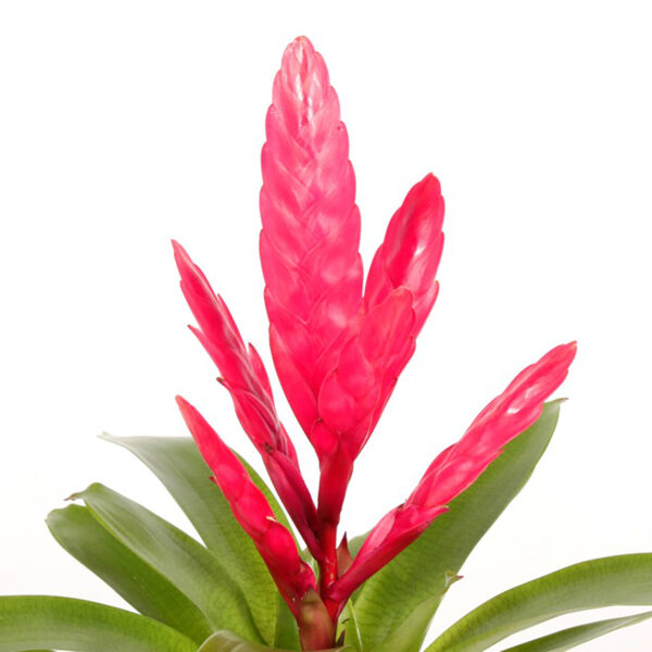 flora 5ef373452b84a