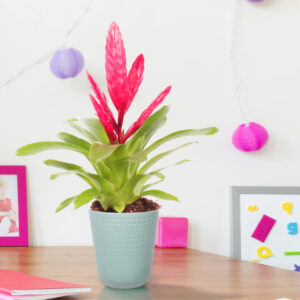 flora 5ef373454fb78