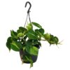 flora 63d78a673d1f7