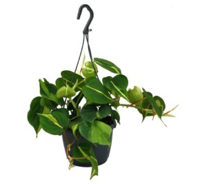 flora 63d78a673d1f7
