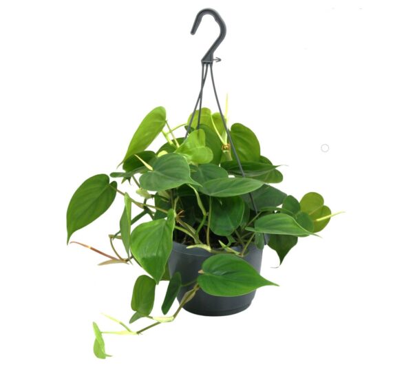 flora 63d78c0663ebd