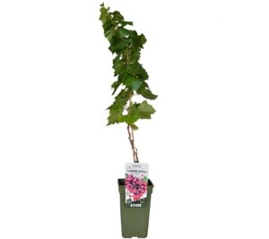 flora 63d7c09c4810f