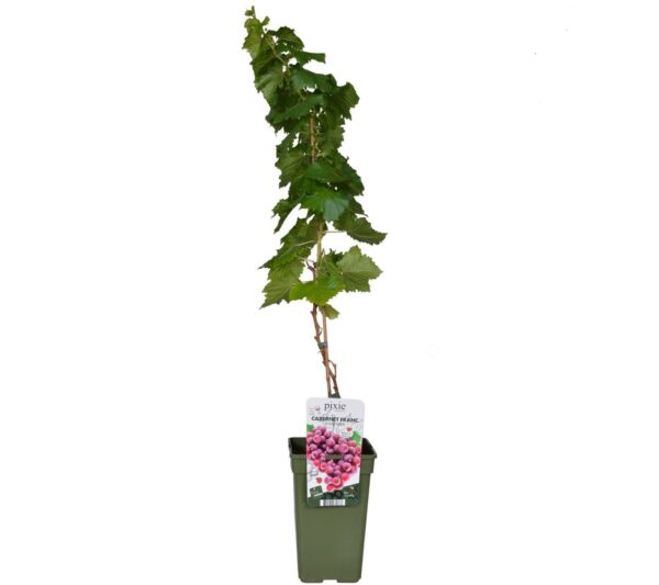flora 63d7c09c4810f