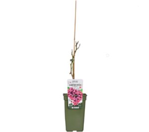 flora 63d7c0a1e7540