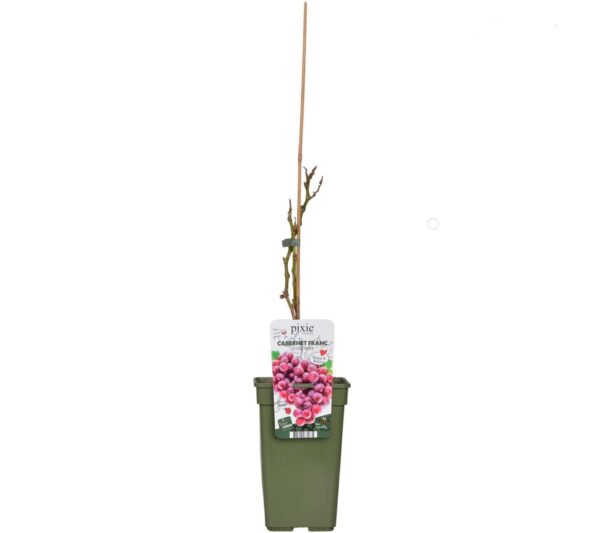flora 63d7c0a1e7540