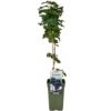 flora 63d7c3cde766f
