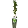 flora 63d7c5b9f1006