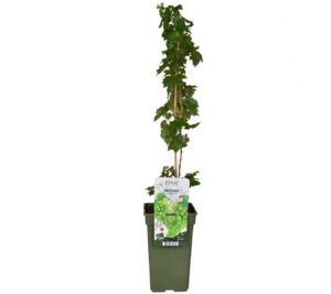 flora 63d7c5b9f1006