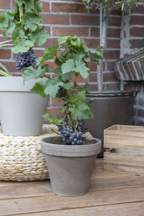 pinot noir 1