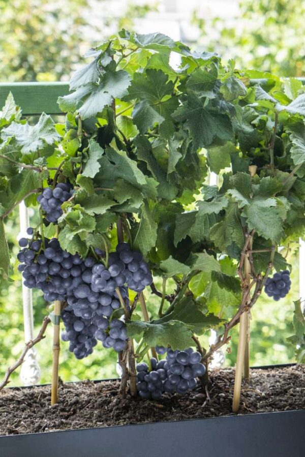 pinot noir