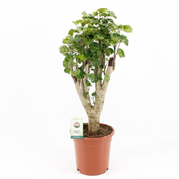 flora 6421861ad81f2
