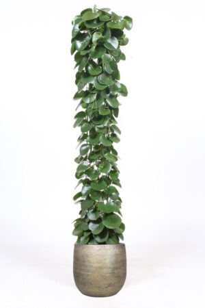 flora 6421a602068d5