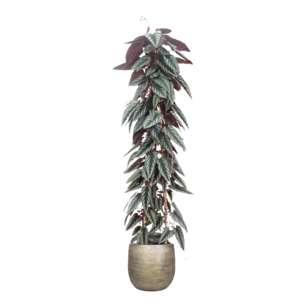 flora 6421a7385e394