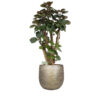 flora 6421aacbe88e1