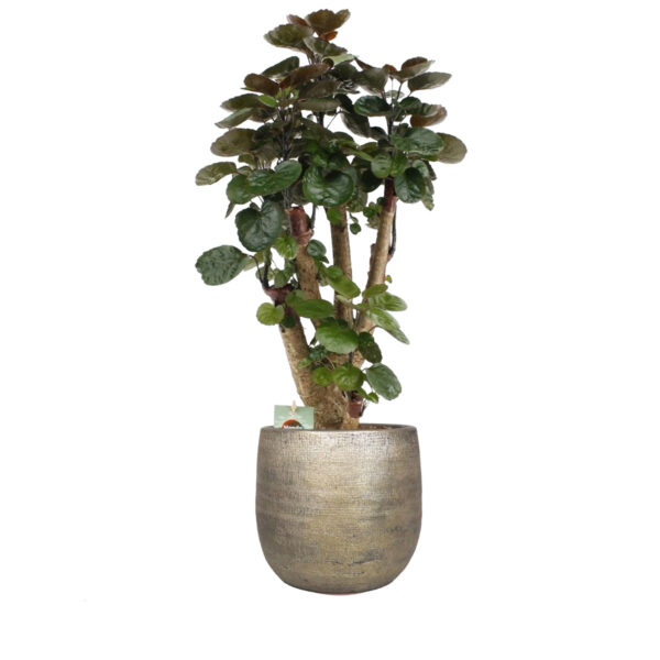 flora 6421aacbe88e1