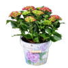 flora 6078ab433b165