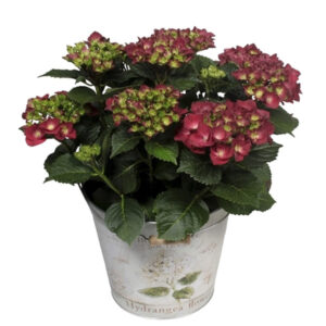 flora 6078ab4ade76a