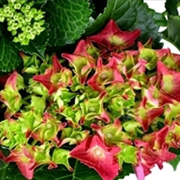 flora 6078ab53346b5