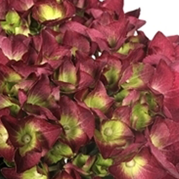 flora 6078ab5abf549